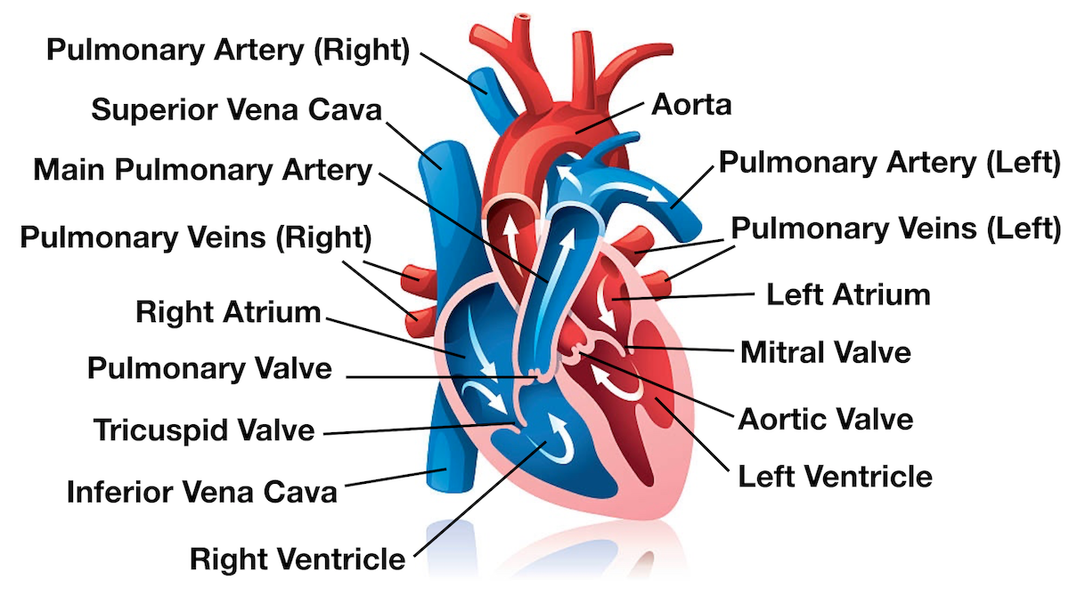 <ol><li><p>The <strong>right ventricle</strong> pumps deoxygenated blood into the pulmonary trunk and out through the <strong>pulmonary artery</strong>.</p></li><li><p>Goes through <strong>pulmonary artery </strong>into <strong>lungs </strong> (gaining oxygen)</p></li><li><p>Oxygenated blood circles back to the <strong>heart </strong>and enters by way the <strong>pulmonary veins </strong>and right into a area of low pressure - <strong>left atrium.</strong></p></li><li><p>The blood is push down into the <strong>left ventricle</strong>.</p></li></ol><p></p>