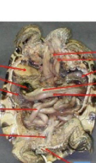 <p>label turlte</p>