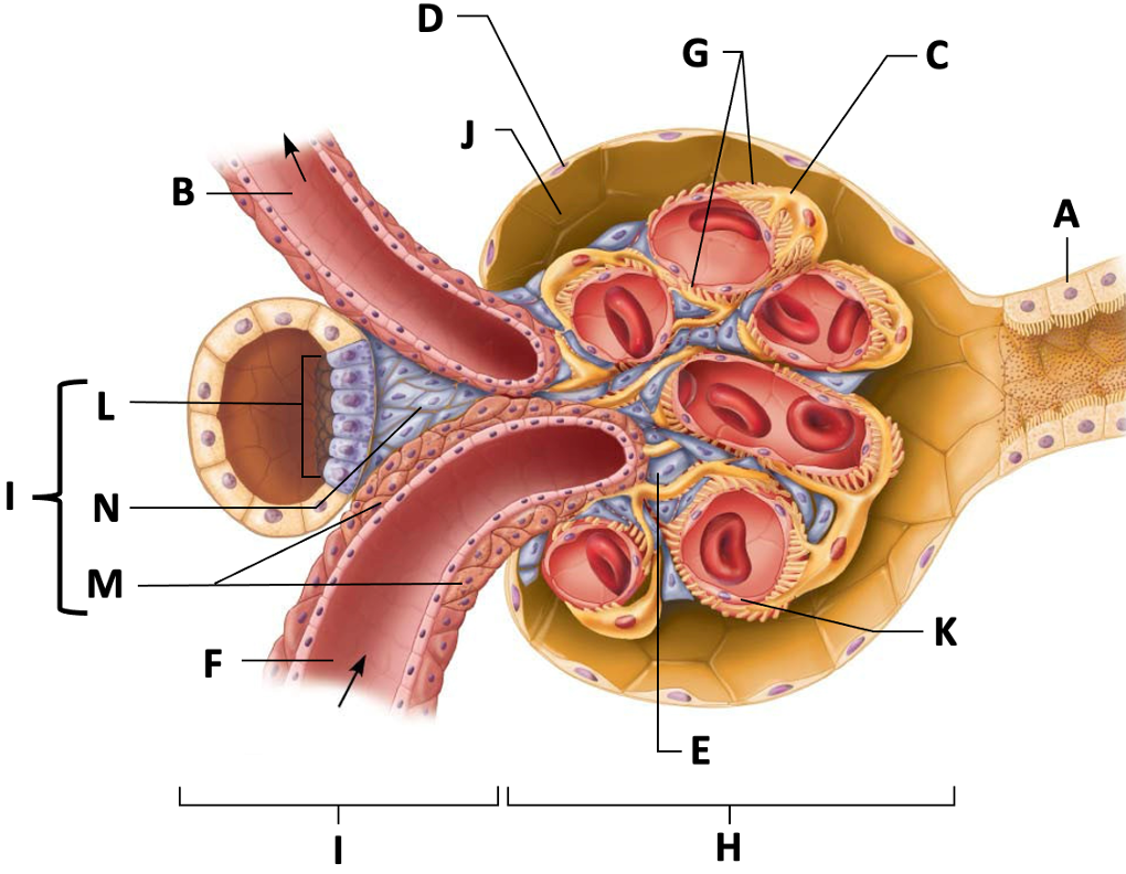 <p>A</p>