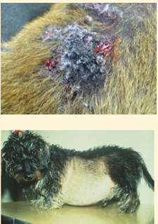 <p>Clinical signs of HAC </p>