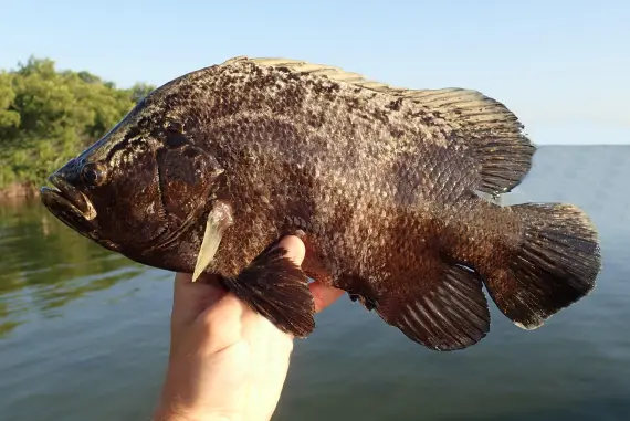 <p>large lobed dorsal, anal and tail fins (3)</p><p>edge of opercle strongly serrated</p><p>head and body molted color</p><p>nape and profile concave</p>