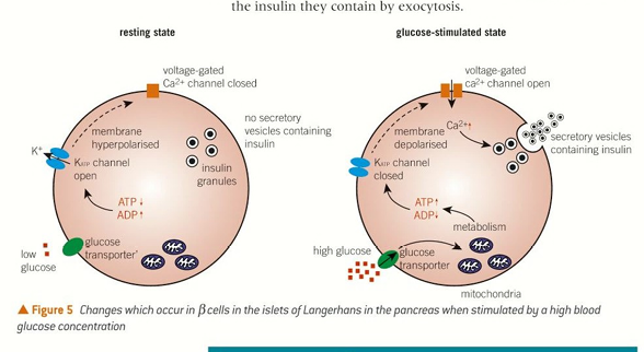<ul><li><p><strong>High Glucose:</strong> Blood glucose rises → glucose enters the β-cell via a transporter.</p></li><li><p class="ds-markdown-paragraph"><strong>ATP Production:</strong> Glucose is metabolised in the mitochondria, producing ATP.</p></li><li><p class="ds-markdown-paragraph"><strong>Channel Closure:</strong> ATP binds to and closes <strong>ATP-sensitive K⁺ channels</strong> in the membrane.</p></li><li><p class="ds-markdown-paragraph"><strong>Depolarisation:</strong> With K⁺ efflux blocked, the inside of the cell becomes less negative (from -70mV to ~-30mV), causing <strong>depolarisation</strong>.</p></li><li><p class="ds-markdown-paragraph"><strong>Calcium Influx:</strong> Depolarisation opens <strong>voltage-gated Ca²⁺ channels</strong>.</p></li><li><p class="ds-markdown-paragraph"><strong>Exocytosis:</strong> Ca²⁺ ions flood in and binds to <strong>secretory vesicles</strong>, triggering them to fuse with the membrane and release <strong>insulin</strong> by exocytosis.</p></li></ul><p><br></p><p></p>