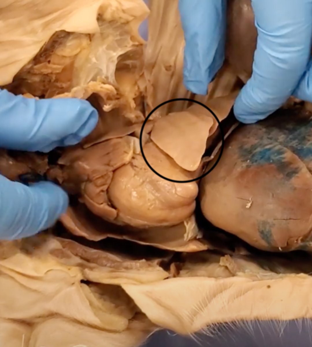 <p>Main organs of the respiratory system</p>