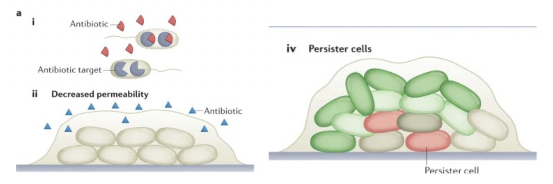 <p>Enhances resistance by many mechanisms, such as:</p><ul><li><p>slowing diffusion so antibitoic doesnt reach many cells</p></li><li><p>promoting cells generally are not damaged by antibiotics</p></li></ul><p></p>