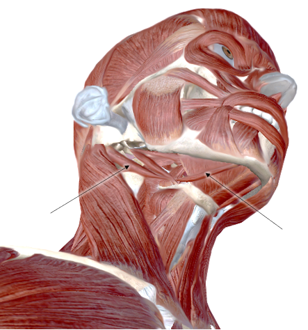 <p>Name the muscle</p>