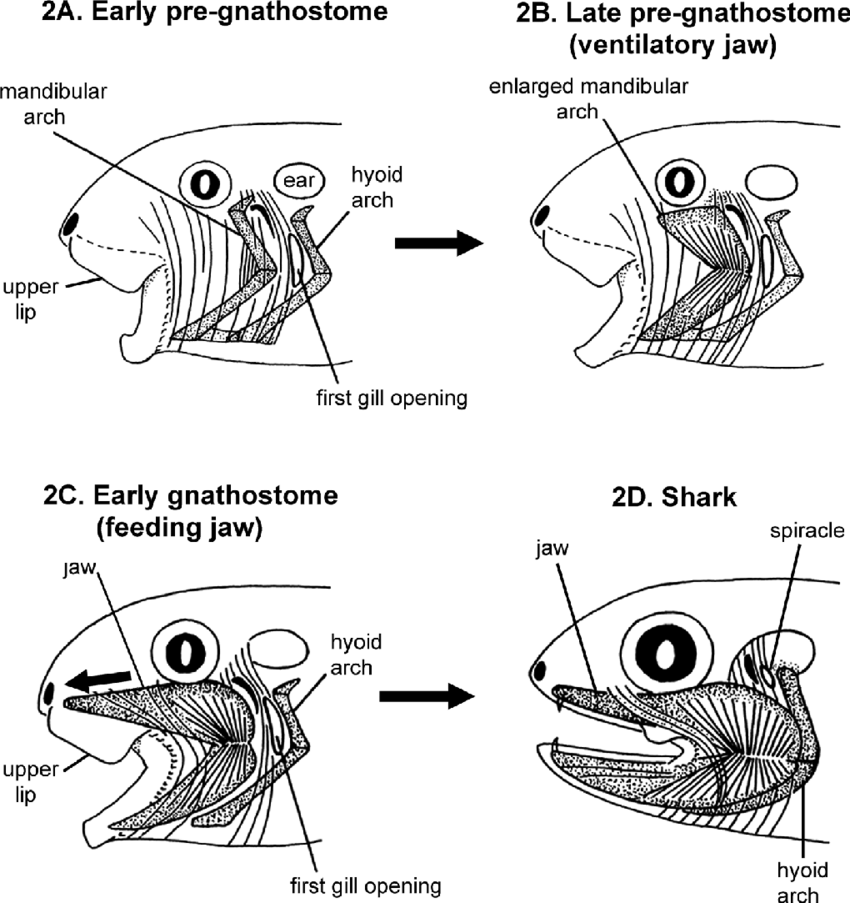 <p>From pharyngeal slits and branchial arches</p>
