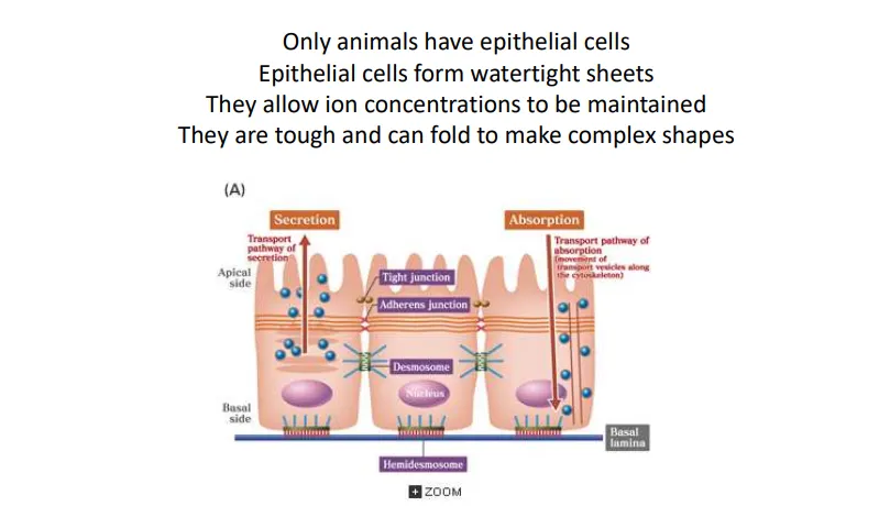 <ul><li><p>they have <strong>many cells</strong>, and many<strong> different types</strong> of cells</p></li><li><p>they have <strong>specialised </strong>haploid <strong>sperm and egg cells</strong> of very different sizes</p></li><li><p>this allows for different <strong>investment of resources</strong></p></li><li><p><strong>epithelial cells </strong>are very unique and only found in animals:</p><ul><li><p>they can form watertight sheets with tight junctions that solutes can’t pass, so solutes have to pass through the cells </p></li><li><p>this means <strong>ion concentrations can be tightly controlled</strong> and biochemical reactions can be <strong>compartmentalised</strong></p></li></ul></li><li><p>this transition to produce multicellular organisms potentially required a thousand new genes</p></li></ul><p></p>