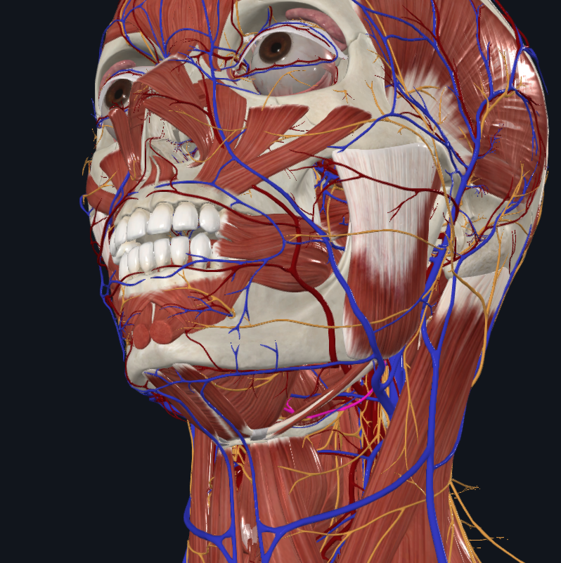 <p>What is highlighted in pink</p>