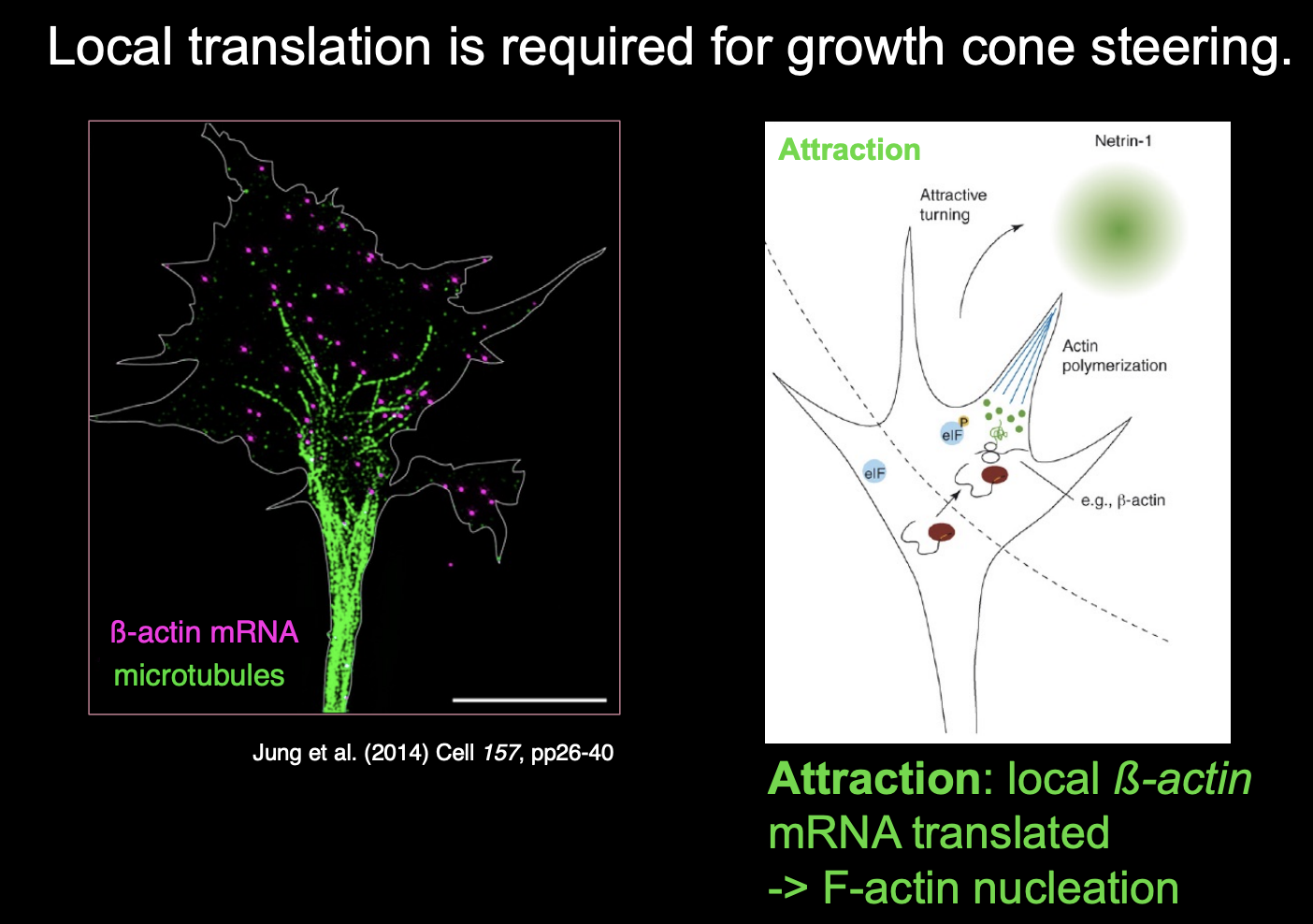 <ul><li><p>local endocytosis of receptors and targeting of components</p></li></ul><p></p>