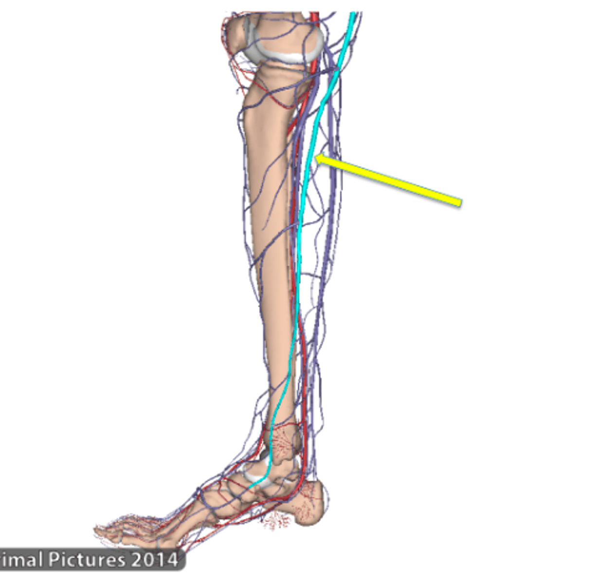 <p>Long saphenous vein</p>