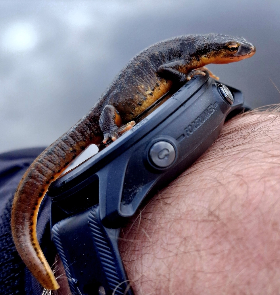 <p>Lissotriton montandoni</p>