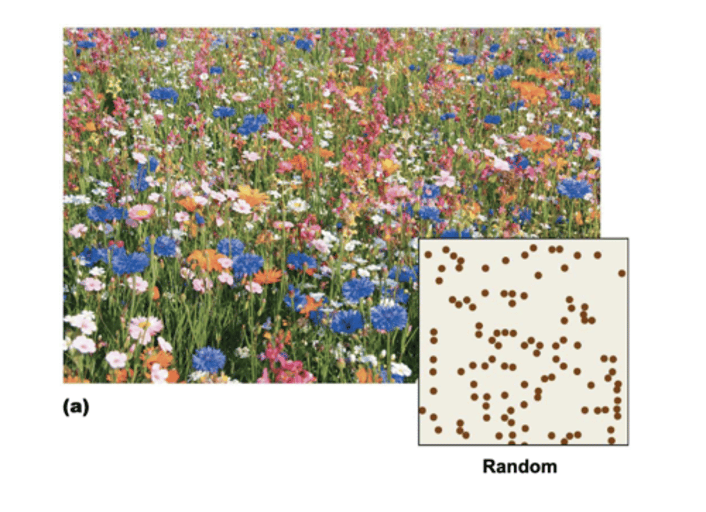 <p>spaced unpredictably</p>