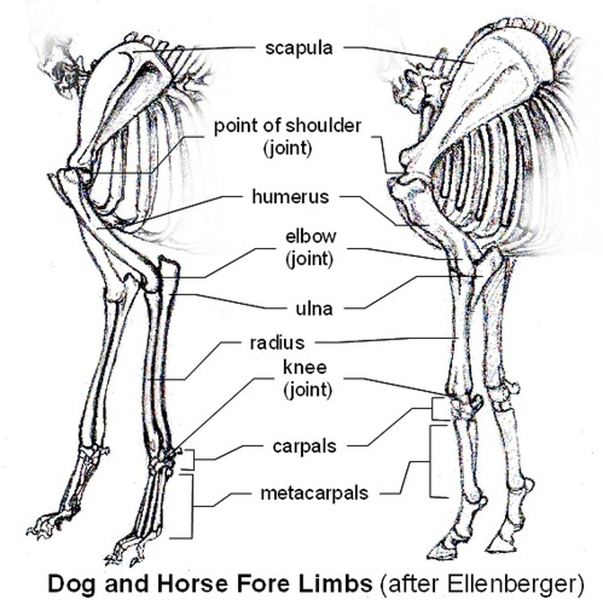 <p>scapula, humerus, radius and ulna, carpal bones, metacarpal bones, phalanges</p>