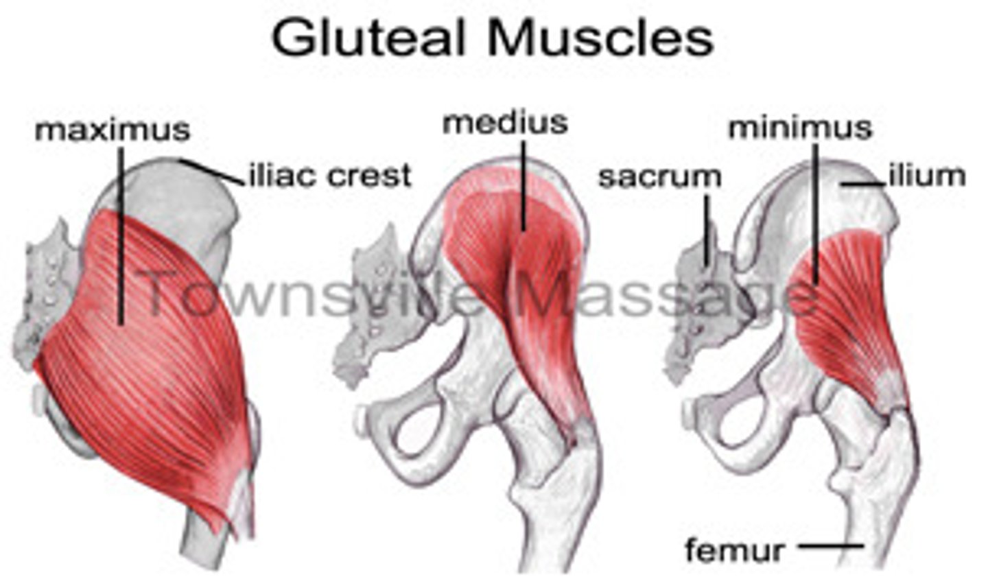 <p>abducts and medially rotates hip (femur); stabilize pelvis</p>