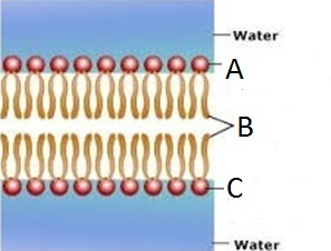 Which of the following terms is true about letter "B" of the phospholipid bilayer shown below? 