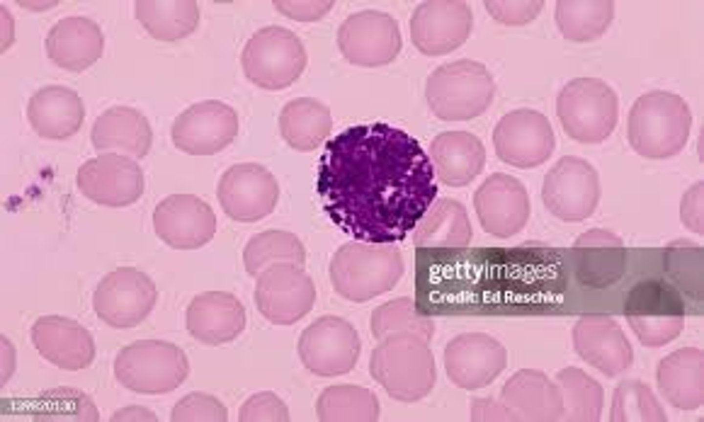 <p>Abundance: Less than 1% in a normal blood smear<br><br>Function: Releases Histamine to promote inflammation and helps in allergic reactions and defense against parasites</p>