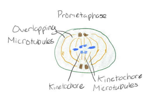 <p>Chromosomes continue to condense</p><p>Kinetochores appear at the centromere, and kinetochore microtubules attach</p>
