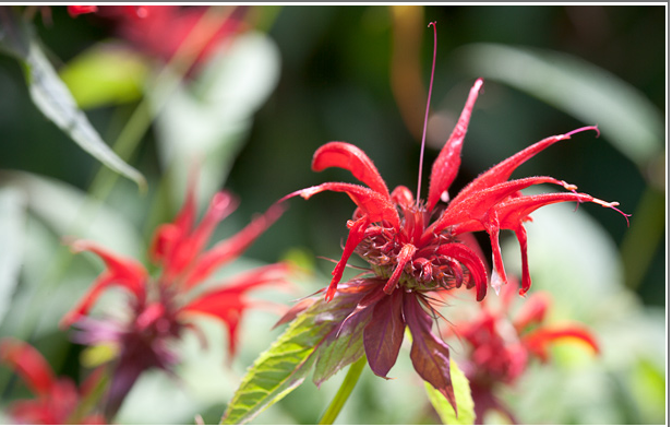 <p>Bee Balm</p>