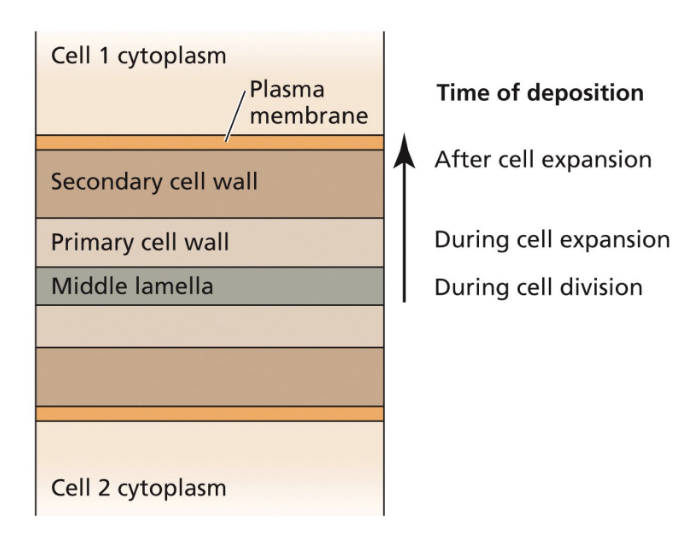 <ul><li><p><strong>Typically less than 1µm thick</strong></p></li><li><p><strong>Characteristic of young, growing cells</strong></p></li><li><p><strong>Thin, flexible, and extensible</strong></p></li><li><p class="">Made of <strong>cellulose</strong>, <strong>hemicellulose</strong>, and <strong>pectin</strong></p></li></ul><ul><li><p>Found <u>away from the plasma membrane, </u><strong>which allows for cell expansion.</strong></p></li></ul><p></p>