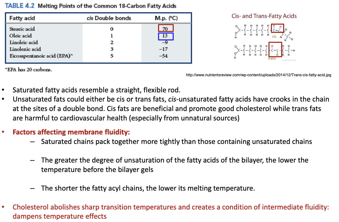 <p>Higher temperatures make the membrane more fluid, lower temperatures does the opposite. The more unsaturated (shorter chain) the more fluid.</p>