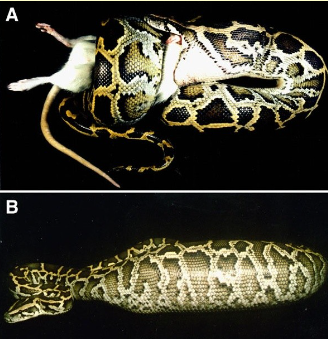 <p>Burmese python digestion</p>