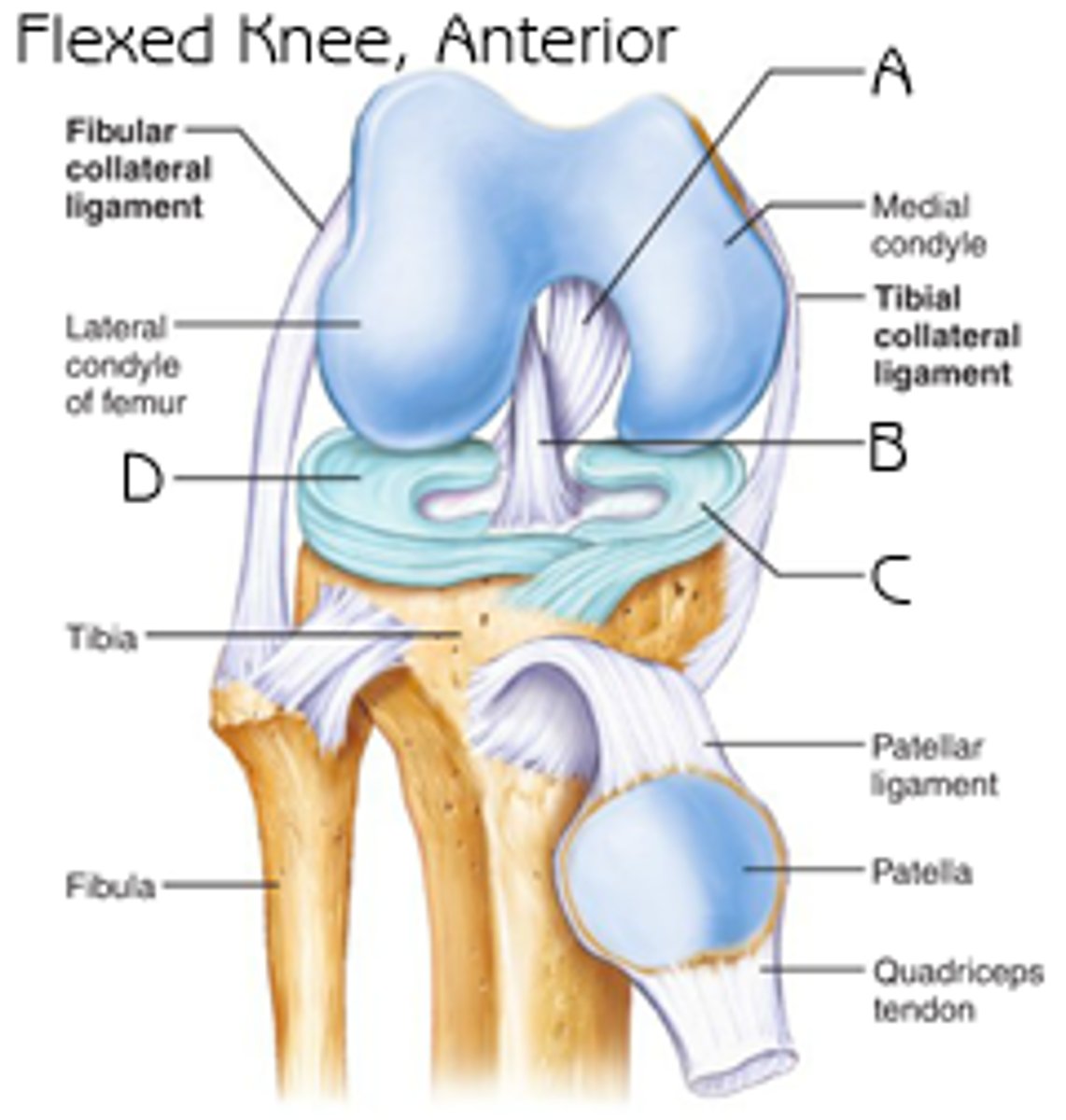 <p>Interior cruciate ligament</p><p>Fibular collateral ligament</p><p>Tibial collateral ligament</p><p>Menisci</p><p>Quadriceps tendon</p><p>Patella</p><p>Articulates with the femur and tibia. The fibular is only connected to the knee joint by the ffibular collateral ligament.</p>