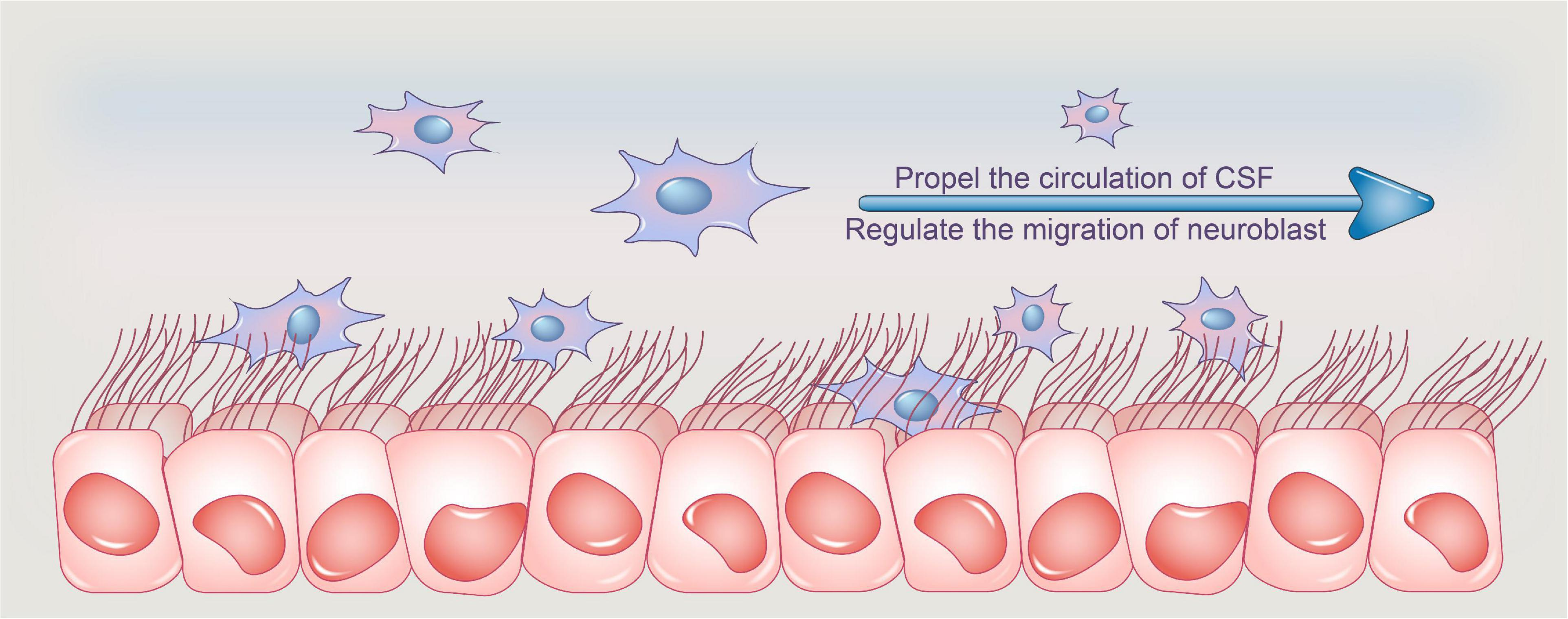 <p>-glial cell</p><p>-line cavities in brain and spinal cord</p><p>-cushion neurons and provide nutrients</p><p>-produce CSF of CNS</p>