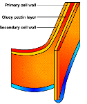 <p>What organelle is this and where is it found?</p>