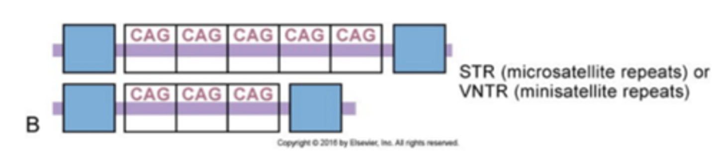 <p>are blocks of tandem repeats (each 11 bp long or greater) whose total length is much smaller, usually a few thousand base pairs </p><p>a 10-60 bp long nucleotid sequence is repeated</p>