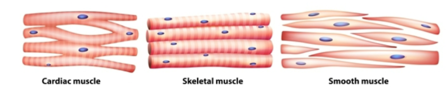 <p>3 types: cardiac skeletal and smooth&nbsp;</p><p>muscles are either striated or smooth and are either under voluntary or involuntary control</p>