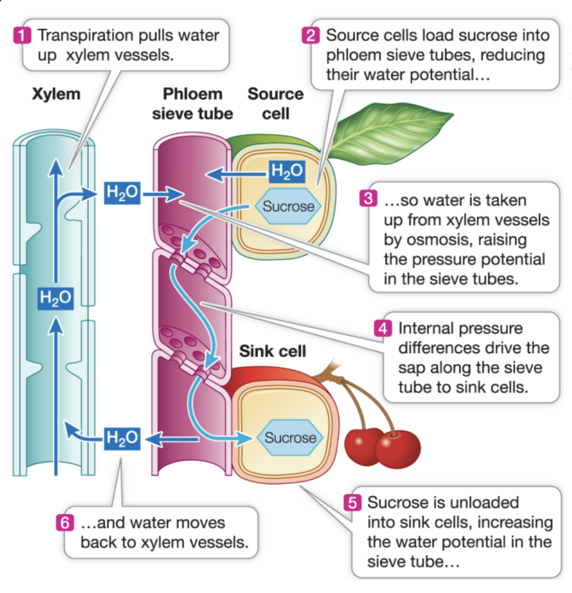 <ul><li><p><strong>sieve tube elements: </strong>long phloem cells, living at maturity, that have perforated ends in the cell wall</p></li><li><p>sugars must move across the cell membrane from sieve cell to sieve cell through the sieve plate perforations</p></li><li><p>sieve tube elements have no organelles and depend upon companion cells for metabolism</p></li><li><p>at a source cell, sucrose is <strong>actively transported </strong>into the phloem sieve tubes</p></li><li><p>now these sieve tubes higher sucrose concentration, thus water enters from xylem by osmosis</p></li><li><p>this causes increased pressure in the sieve tubes, which pushes the sucrose solution towards the sink via pressure and solute gradients</p></li><li><p>at sink cells, sucrose is unloaded: water then flows from the sieve tubes back into the xylem</p></li></ul><p></p>