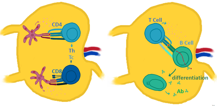 <p>T &amp; B cell activation occurs in the lymph node CD4 (by dendritic cells)</p>