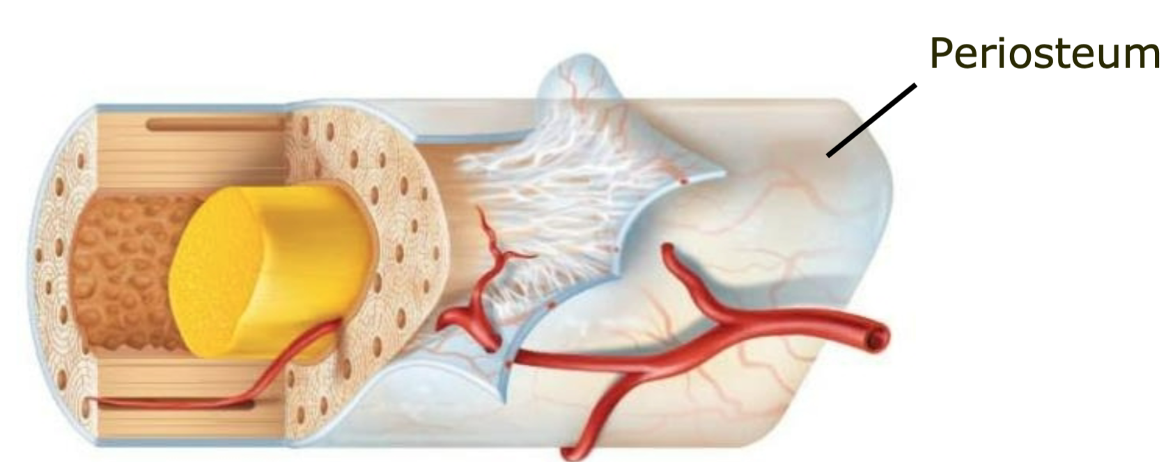 1. Outer membrane on bone long bone 
2. Well supplied with nerves and blood vessels
3. Provides a place for tendons and ligaments to attach to bone  
