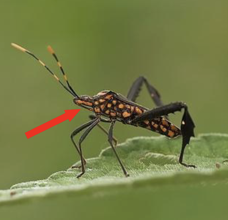 <p>leaf footed bugs</p>