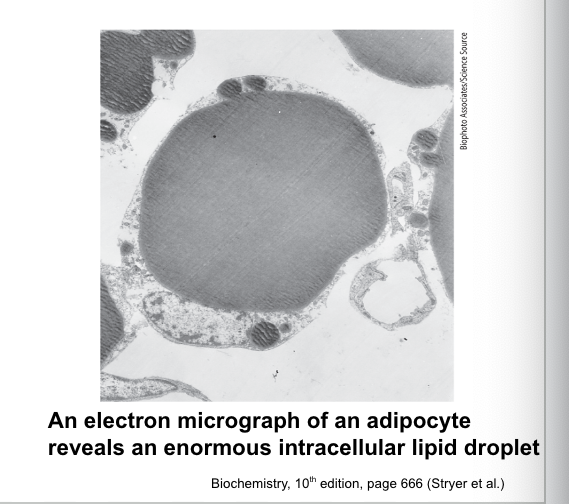 <p>lipid droplets</p><ul><li><p>lipid droplets = large globules formed by the coalescence of triacylglycerols</p><ul><li><p>may occupy most of the adipocyte volume</p></li><li><p>surrounded by a phospholipid monolayer and proteins required for lipid metabolism </p></li></ul></li></ul><p></p>