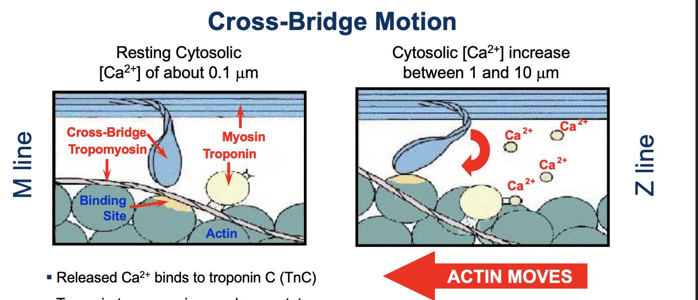 <ul><li><p>Released Ca2+ binds to troponin C (TnC)</p></li><li><p>Troponin-tropomyosin complexes rotate</p></li><li><p>Uncovering of myosin-binding sites on actin</p></li><li><p>Myosin head binds actin to form a cross-bridge</p></li><li><p>Myosin head moves 45 degrees</p></li><li><p>Pulling the actin filament towards the M line (±12 nm)</p></li></ul><p></p>