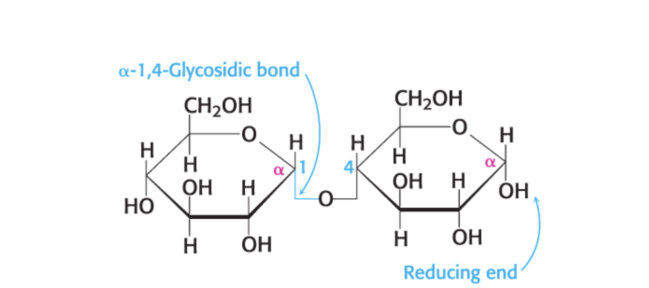 <p>two or more monosaccharides are linked by O-glycosidic bonds </p>