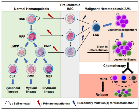 <p>Genome instability and the accumulation of mutations in even one cell can lead to disease.</p><p>Some diseases can be caused by a single nucleotide mutation.</p><ul><li><p>E.g. Sickle cell disease</p><ul><li><p>Single A&gt;T change </p></li></ul></li></ul><p></p><p>Some require multiple mutations.</p><ul><li><p>E.g. Cancer (Leukaemia) </p></li></ul><p></p><p>Mutations can make cells more susceptible to genomic instability.</p><ul><li><p>E.g mutation in a DNA repair gene..leads therefore to more mutations</p></li></ul><p></p>