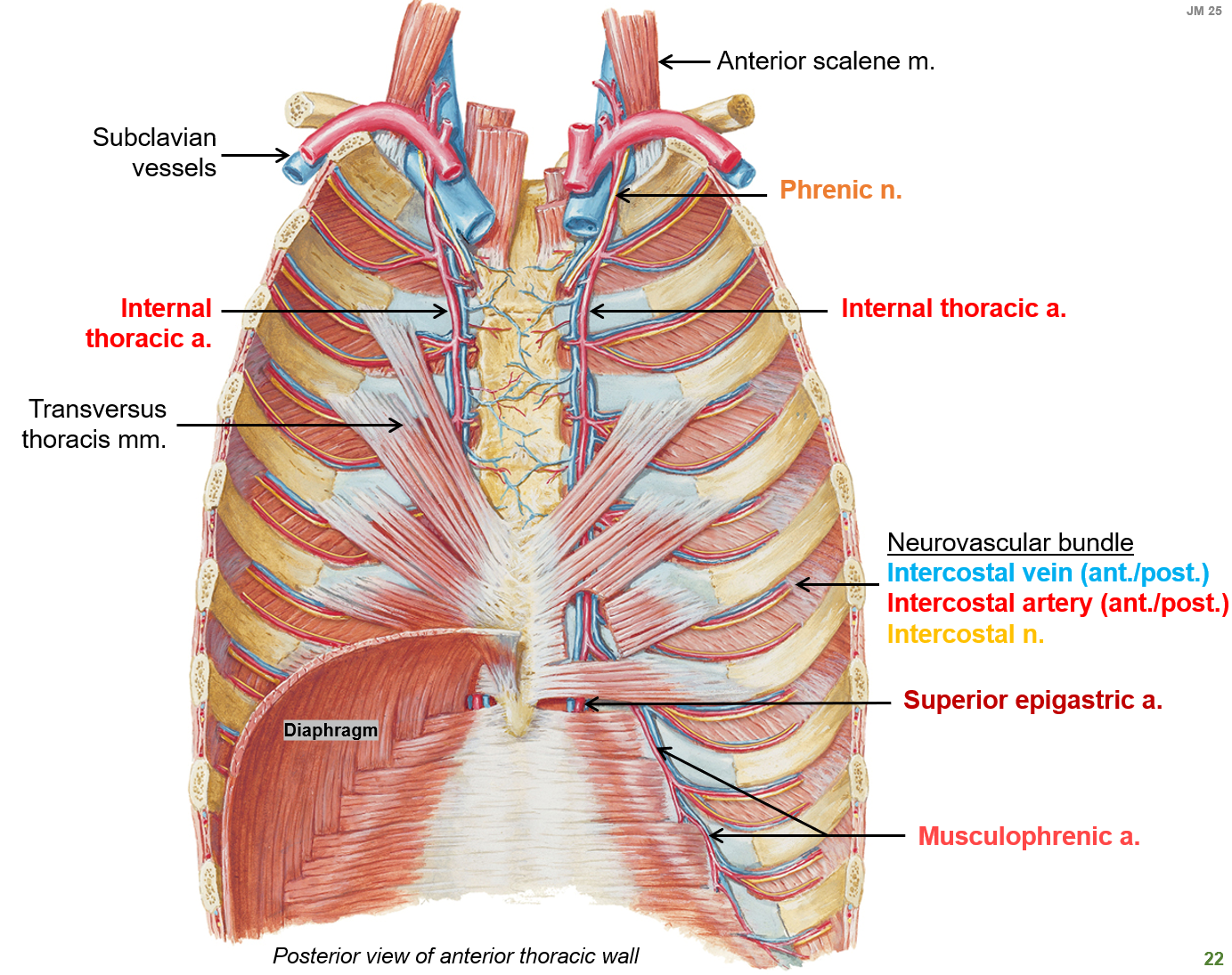 <p>A thin muscle on the inner chest wall that helps with <strong>forced expiration</strong> by pulling the ribs down.</p>