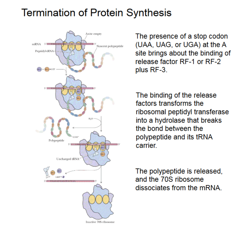 <ul><li><p>RF-1/RF-2 and RF-3 + GTP binding to A site from stop codon, this turns the transferase to hydrolase activity.</p></li><li><p>Polypeptide is broken from tRNA carrier.</p></li><li><p>Polypeptide released, 70S releases mRNA.</p></li></ul><p></p>