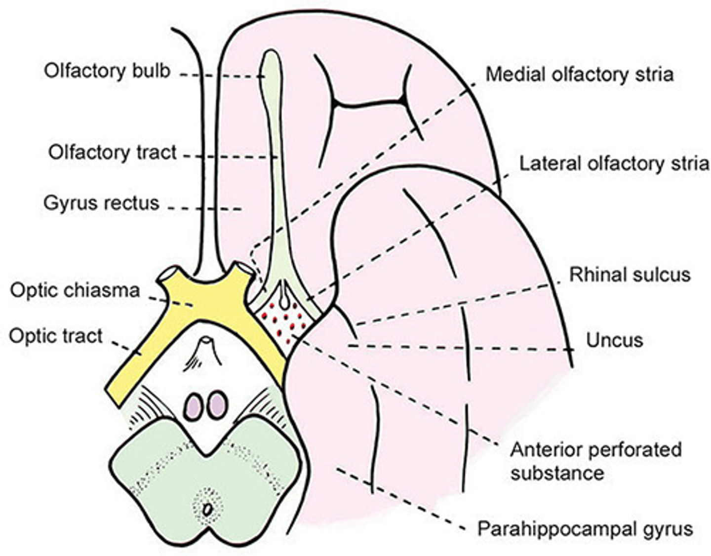 <p>tętnice środkowe, które zaopatrują wnętrze półkuli mózgu</p>