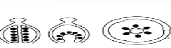 <p>determine the placentation </p>
