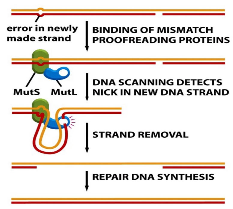 <ol><li><p>DNA polymerase can also ‘proofread’</p></li></ol><ul><li><p>if an incorrect base is added, DNA only erase can remove it</p></li><li><p>Polymerisation continues </p></li></ul><ol start="2"><li><p>Mismatch repair</p></li></ol><ul><li><p>if an incorrect base is added, mismatch repair detects a bump in the helix</p></li><li><p>Proteins repair mismatches in DNA involving MutS and MutL proteins </p></li></ul><p></p>