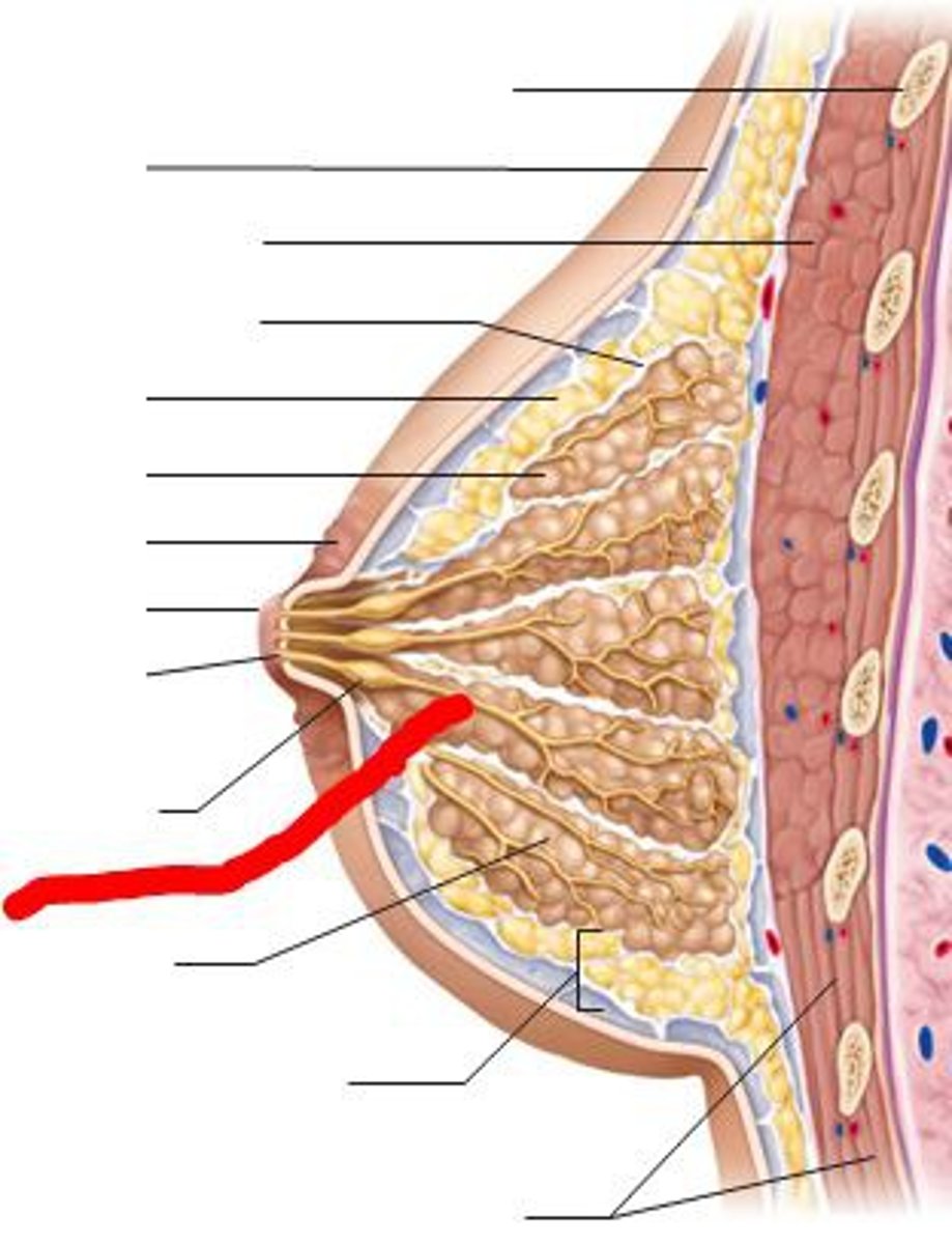 <p>tubes that carry milk within the breast</p>