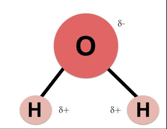 <p>polar because of hydroxyl group, bent shape, different EN</p>