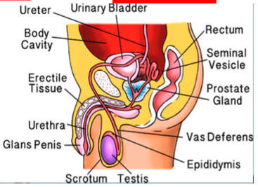 <p><strong>scrotum</strong></p>