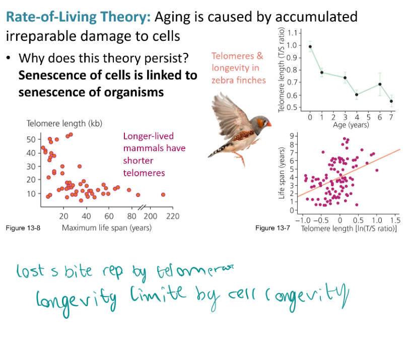 <ol><li><p><strong>Rate of Living Thory </strong>- aging is caused by accumulated irreparable damage to cells. Evolutionary constraint - populations lack the genetic variation to respond any further to selection against aging. </p><ul><li><p>Each organism has reached the limit of biologically possible repair</p></li><li><p>Predictions:</p><ul><li><p>Aging rate shoud be correlated with metabolic rate. (maxed our ability to repair)</p></li><li><p>Species should not be able to evolve longer life spans. </p></li><li><p>Aging is caused by accumulated irreparable damage to cells. Trade-off between the allocation of energy to reproduction versus repair. </p></li></ul><ul><li><p>Senescence of cells is linked to senescence of organisms.</p></li></ul></li></ul></li><li><p><strong>Evolutionary Theory </strong>- Aging not caused by gradual damaging of cells, but by failure of organisms to repair this damage, due to deleterious mutations or trade-offs between repair and reproduction.</p><ul><li><p>the failure of organisms to completely repair such damage. This failure leads to gradual decay and ultimate collapse.</p></li><li><p>the failure to completely repair damage is ultimately caused by either deleterious mutations or trade-offs between repair and reproduction.</p><ul><li><p>Antagonistic Pleiotrophy</p><ul><li><p>Hox gene does multiple things.</p></li></ul></li></ul></li></ul></li></ol><p></p>