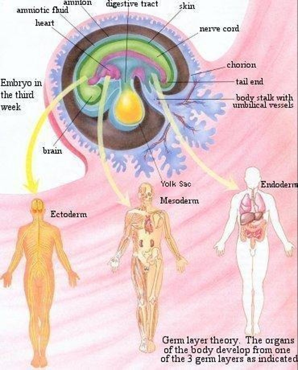 <p>a zygote (egg sperm combo) that has developed after about three weeks into development.</p>