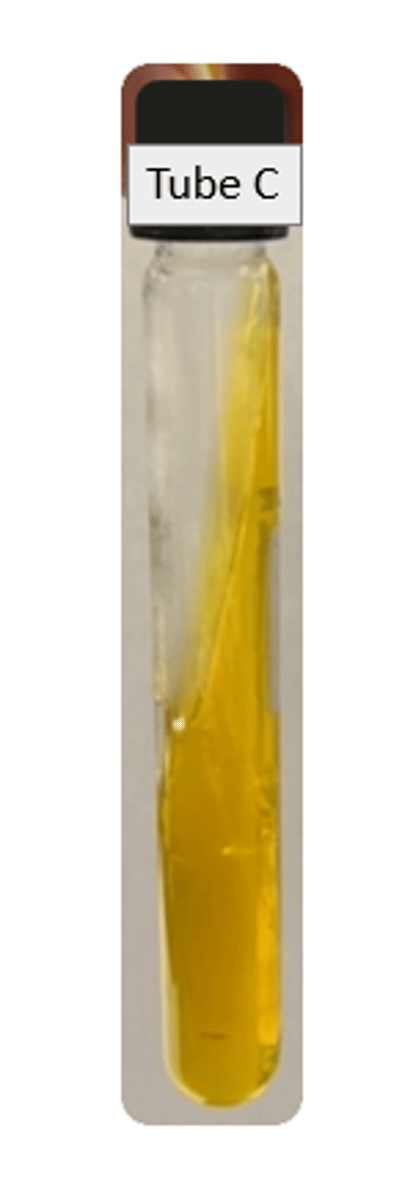 <p>Slant: acidic</p><p>Butt: Acidic</p><p>Gas: pos</p><p>H2S: neg</p><p>Ferments: glucose and lactose/sucrose</p>