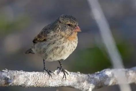 <p>Small Ground Finch </p><ul><li><p>short, stubby beak</p></li><li><p>feeds on small seeds and ectoparasites of reptiles </p></li></ul><p></p>